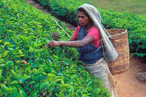 Tea picker on Labookellie Estate Nuwara Eliya Sri Lanka