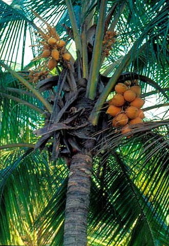 Coconut palm Sri Lanka