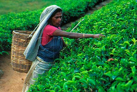 Tea picking on the Labookellie Estatenear Nuwara Eliya Sri Lanka