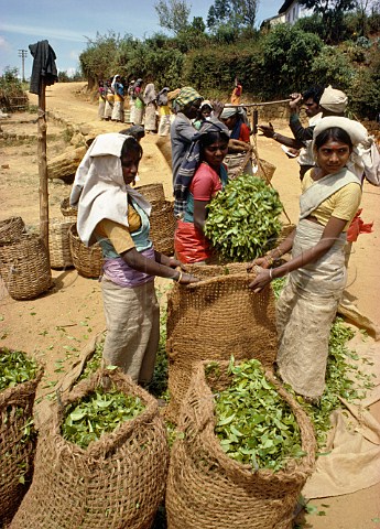Weighing and bagging harvested tea leaves on the Labookellie Estate near Nuwara Eliya Sri Lanka