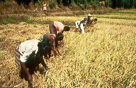 Rice harvest Katugastota Sri Lanka