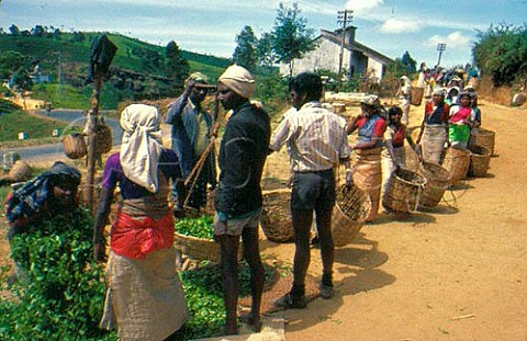 Men weighing tea leaves picked by women  while male overseer watches Labookellie  Estate near Nuwara Eliya Sri Lanka