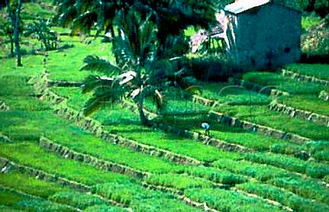 Terraced rice paddy  Sri Lanka