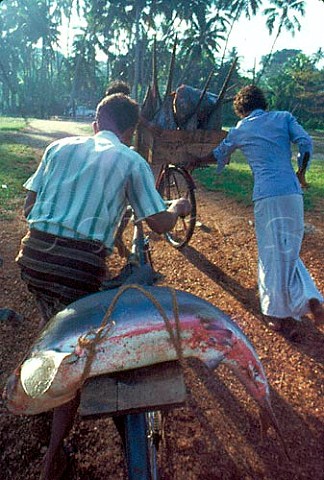 Leaving the quay with fish Beruwala Sri Lanka