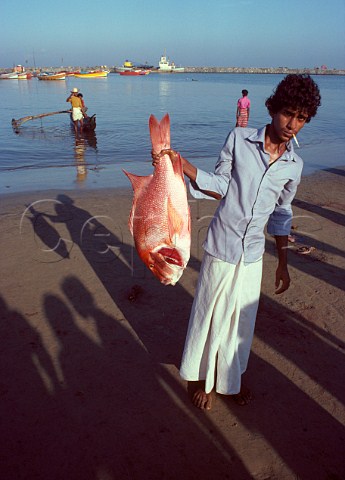 Man with freshly caught fish Beruwala Sri Lanka