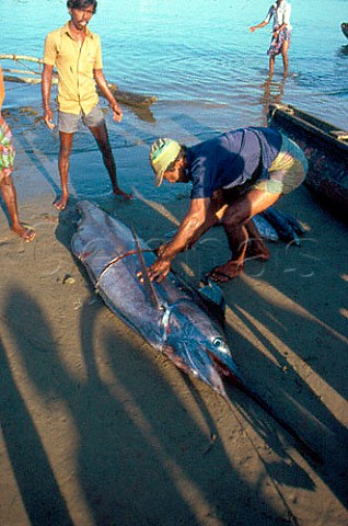 Cutting up swordfish on the beach at Beruwala Sri Lanka