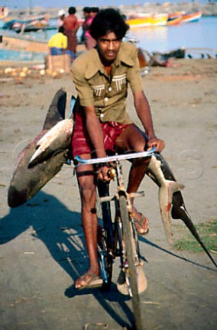 Leaving the quay with two sharks on the back of a bicycle Beruwala Sri Lanka