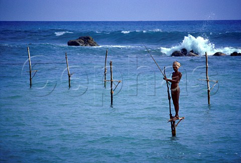 Stilt fisherman Midigama Sri Lanka