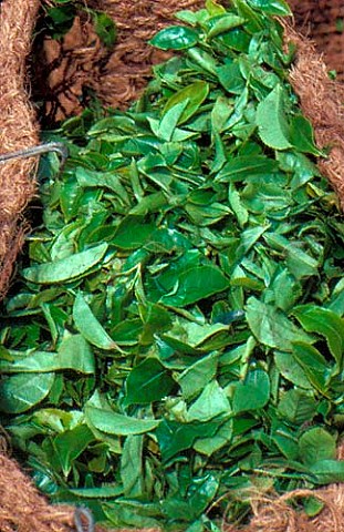 Harvested tea leaves Sri Lanka