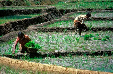 Planting rice Boralanda Sri Lanka