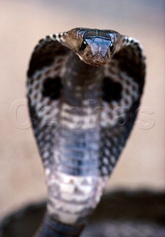 Cobra  Sri Lanka