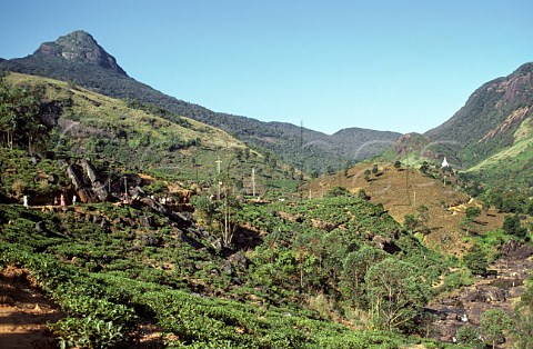 Pilgrims descending the path from Adams Peak 2243 metres high after viewing the sunrise from the top Ratnapura Sri Lanka