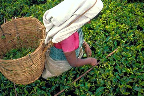 Tea picker at work on the Labookellie Estate Nuwara Eliya Sri Lanka