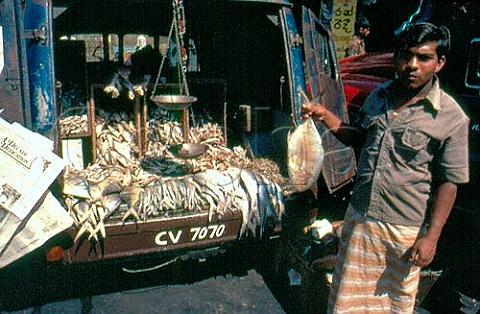 Fish Merchant Kandy Sri Lanka