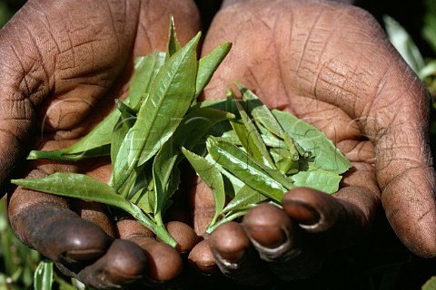 Tea picking  only the top three leaves   are picked   Nuwara Eliya Sri Lanka