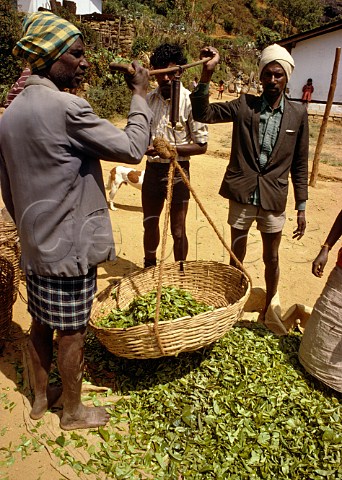 Weighing tea leaves Labookellie Estate near Nuwara Eliya Sri Lanka
