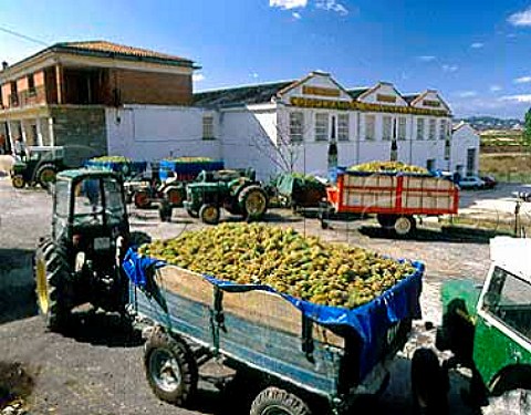 White grapes await unloading at the   Labastida Cooperative Alava Spain  Rioja Alavesa