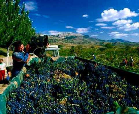 Harvest at Brinas with the Sierra de Cantabria beyond Near Haro La Rioja Spain Rioja Alta