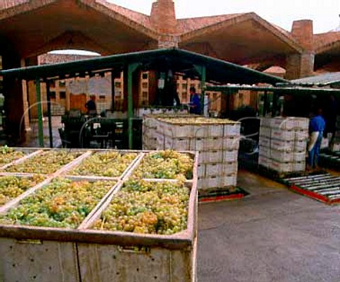 Unloading Parellada grapes at Codorniu   San Sadurni de Noya Catalonia Spain         Penedes