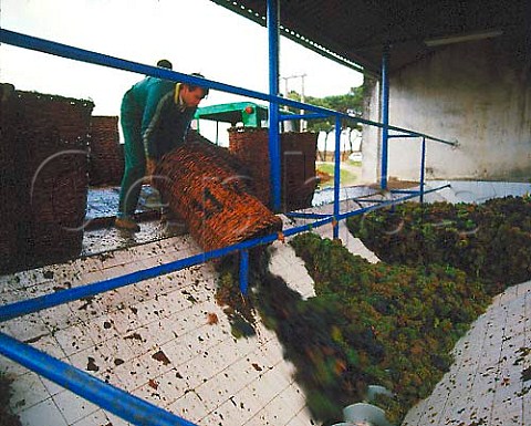 Unloding harvested grapes at the cooperative of   Fuentecen Castilla y Len Spain Ribera del Duero