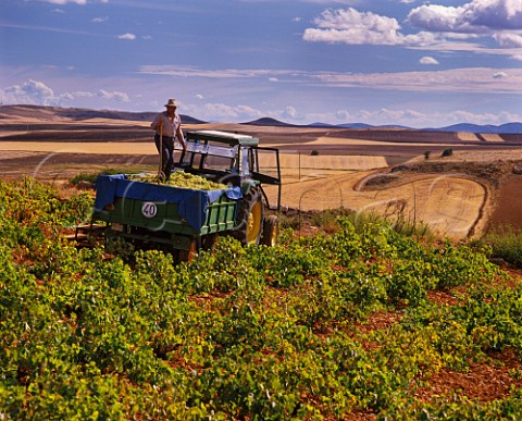 Harvesting Airn grapes in vineyard near Villanueva de los Infantes CastillaLa Mancha Spain  La Mancha