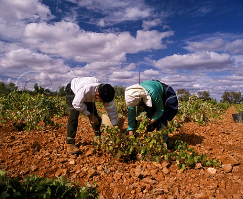 Elderly couple picking Airn grapes in vineyard near Villaneuva de los Infantes La Mancha Spain La Mancha