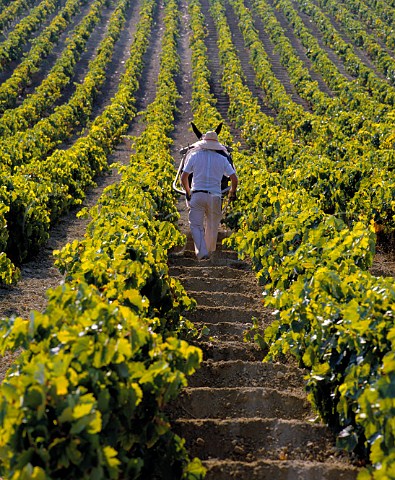 Preparing soil to catch the winter rain in vineyard  near Jerez Andaluca Spain    Sherry