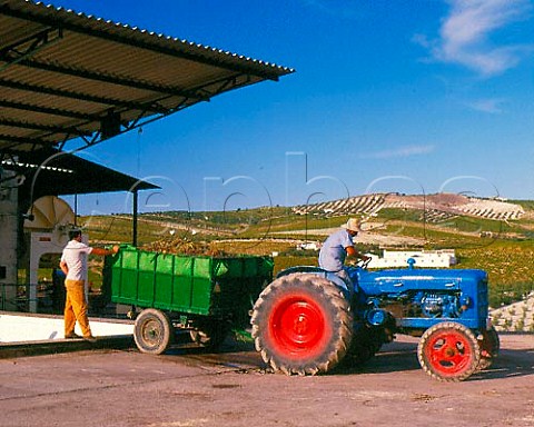 Harvested Pedro Ximenez grapes arriving at the   bodega of Alvear Montilla Andaluca Spain  MontillaMoriles