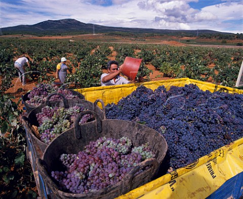 Harvesting Bobal and Garnacha grapes in vineyard near Requena Valencia province Spain  UtielRequena