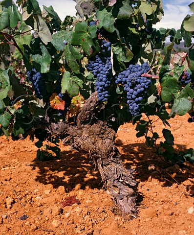 Old Bobal vine in red soil Requena   Valencia province Spain UtielRequena