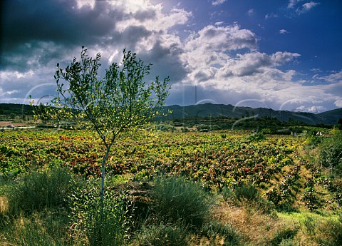 Vineyards near Monterrei Galicia Spain   DO Monterrei