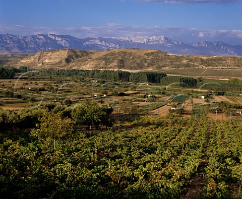 Vineyard above the Ebro valley near Cenicero   La Rioja Spain    Rioja Alta
