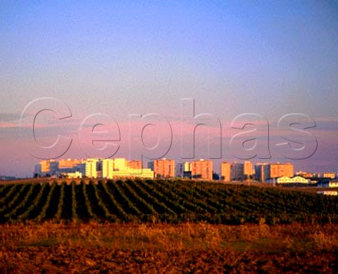 Vineyards on the outskirts of Jerez