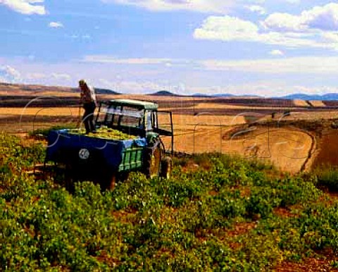 Harvesting Airen grapes in the La Mancha region Spain 