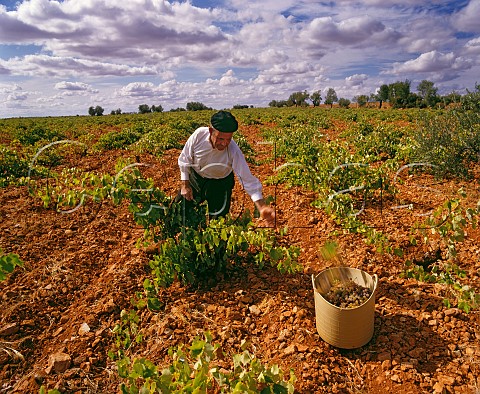 Harvesting Airn grapes Castilla La Mancha Spain  La Mancha