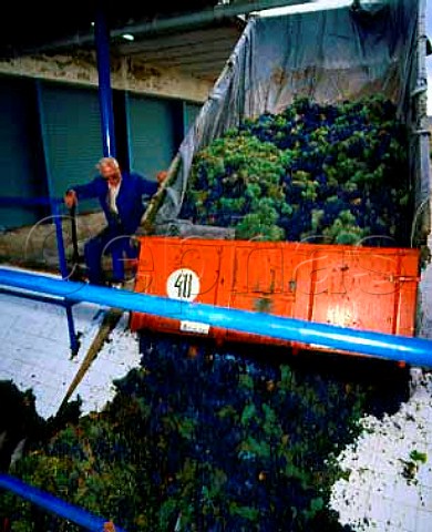 Unloading grapes at the Fuentecen Cooperative Valladolid province Spain   DO Ribera del Duero