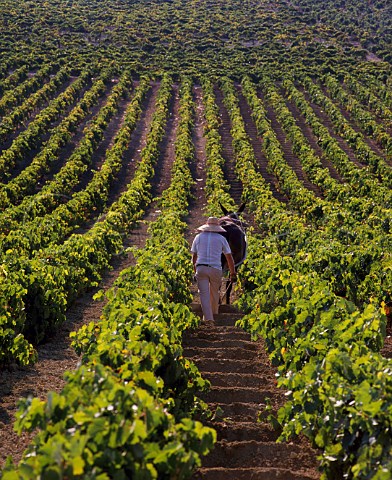 Preparing soil in vineyard to absorb the winter rain Jerez Andaluca Spain Sherry