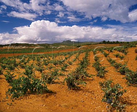 Bobal vineyard near Requena Valencia province Spain UtielRequena