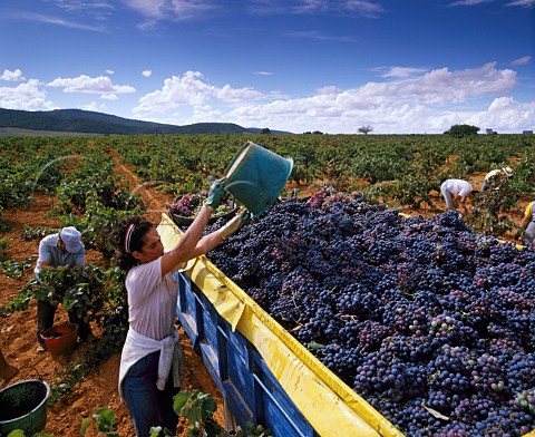 Harvesting Bobal grapes in vineyard near Requena   Valencia province Spain  UtielRequena