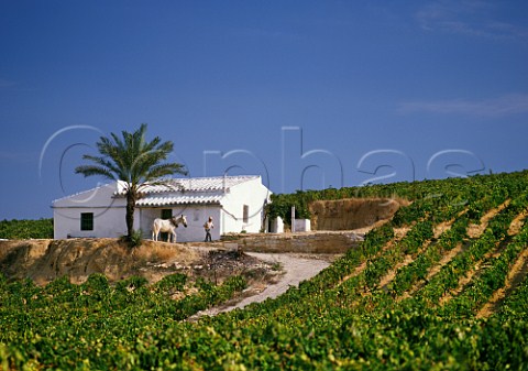 Man with horse by his house in vineyard near Jerez Andaluca Spain Sherry
