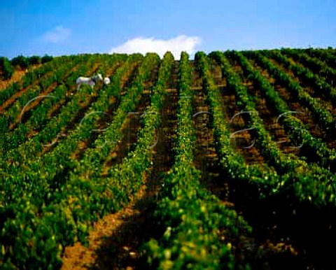 Jerez vineyard and man with white horse