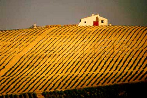 Sandeman vineyard on the Carascal   albariza Jerez Spain