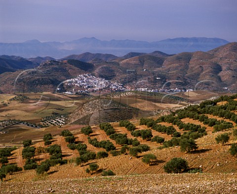 Village of Casabermeja and olive grove in the hills north of Malaga Andaluca Spain