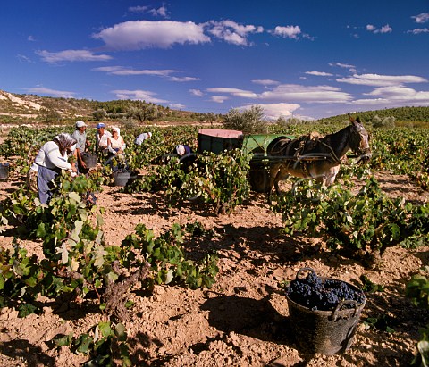 Harvesting Bobal grapes in vineyard near Requena  Valencia province Spain  UtielRequena