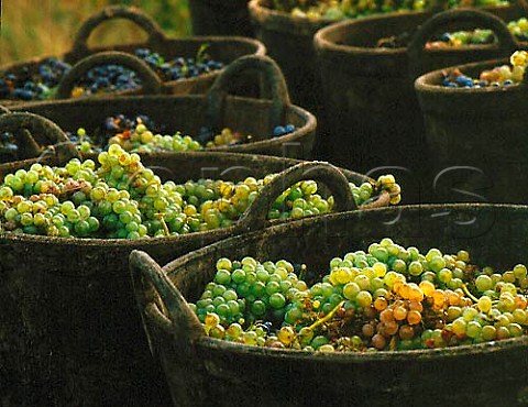 Grapes destined for Protos the cooperative at Peafiel Castilla y Len Spain  Ribera del Duero     