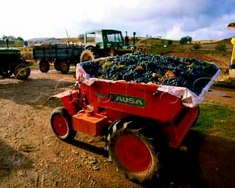 Grapes arriving by dumper at the cooperative of Fuentecen Spain Ribera del Duero