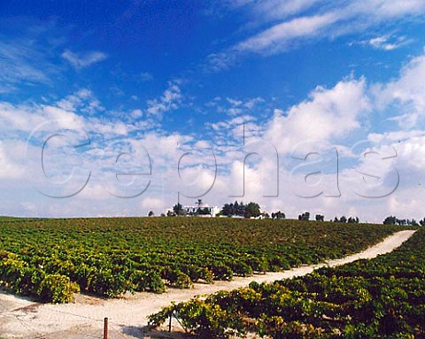 Vineyard on the Balbaina albariza near Jerez   Andaluca Spain   Sherry