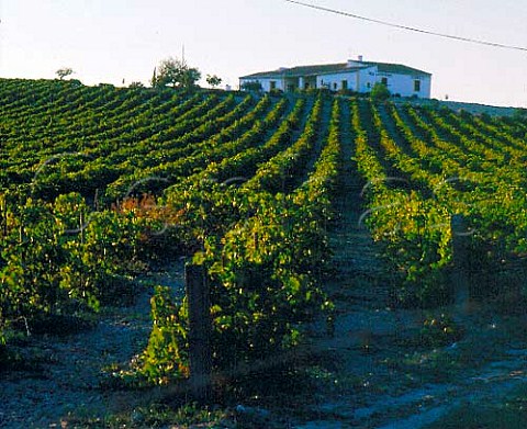 La Escribana vineyard of Domecq near Jerez   Andaluca Spain   Sherry