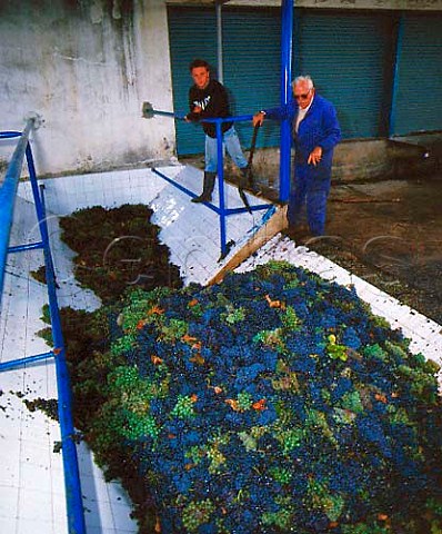 Harvested grapes in the receiving bay at the   cooperative of Fuentecen Valladolid province   Spain   DO Ribera del Duero