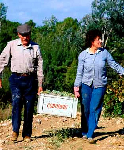 Harvesting Parellada grapes of Codorniu Catalonia   Spain    Penedes